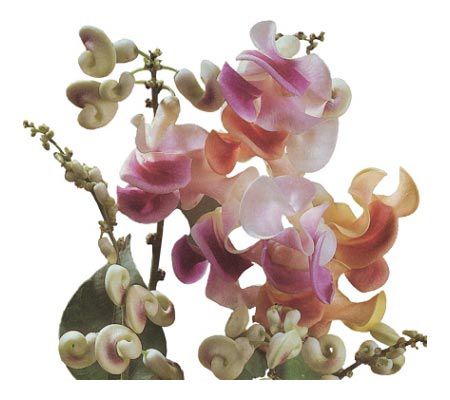 Cottage Farms Set of 2 Climbing Shell Plants - M100500