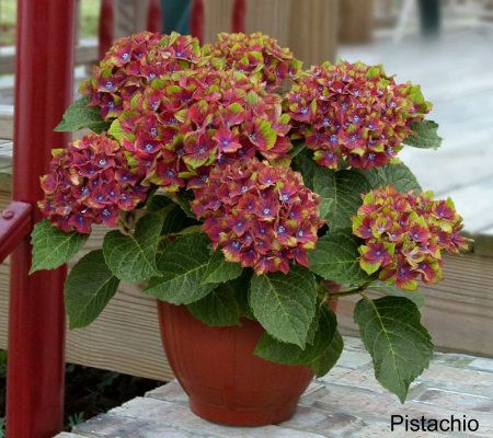 Cottage Farms 3-piece Keepsake Color Hydrangea Collection - M29902
