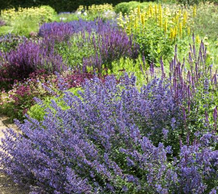 Robertas 4-piece Walkers Low Purple Catmint - M23312