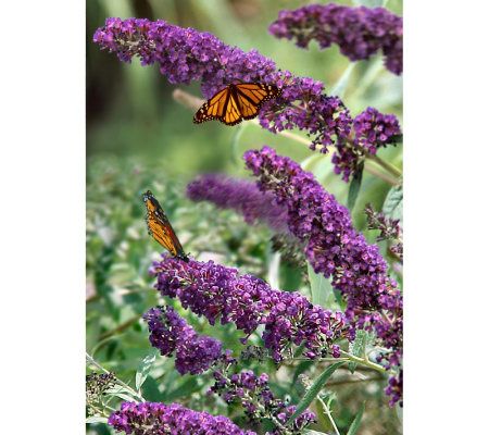 Cottage Farms Black Knight Summer Lilac Patio Tree - M12014