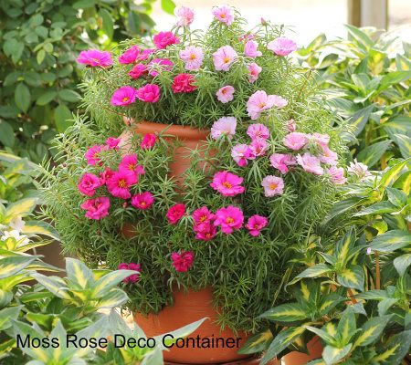 Cottage Farms Moss Rose Patio Garden Kit - M26816