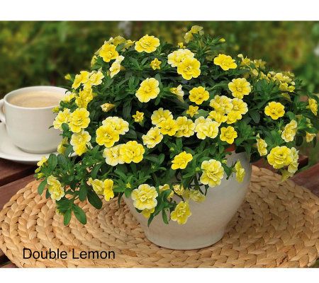 Cottage Farms 6-Piece Minifamous Double Mini Petunia - M26817