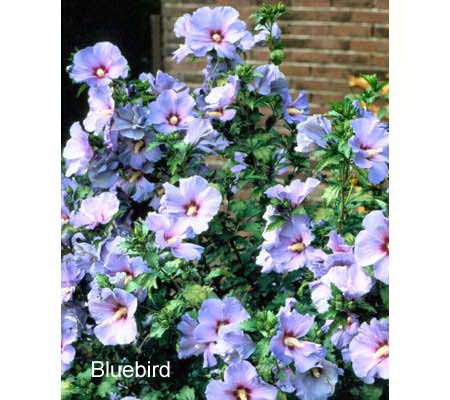 Cottage Farms Bluebird Rose of Sharon Hibiscus Tree - M9117