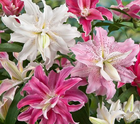 Robertas 6-piece Quadrupled Flowered Oriental Lily - M25719
