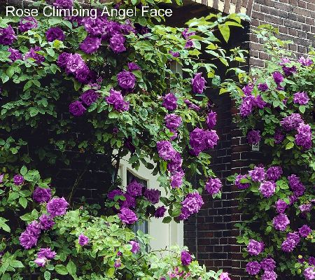 Cottage Farms 3-piece Unique Climbing Rose Garden - M20821