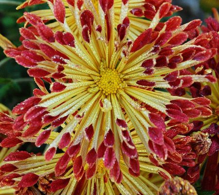Cottage Farms 3-piece MatchStick Chrysanthemums - M24923