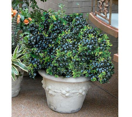 Cottage Farms 2-piece Top Hat Blueberry Plants - M26823