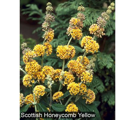 Robertas 3-piece Champion Choice Butterfly Bushes - M24628