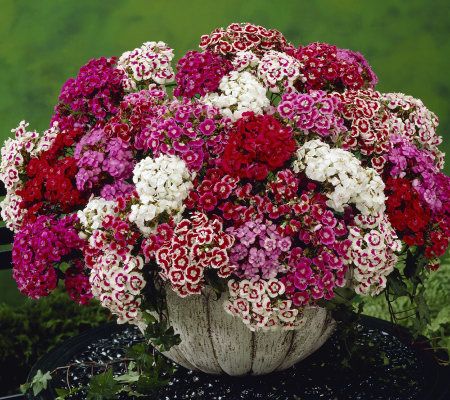 Robertas 4-piece Super Duplex Sweet William Collection - M20729