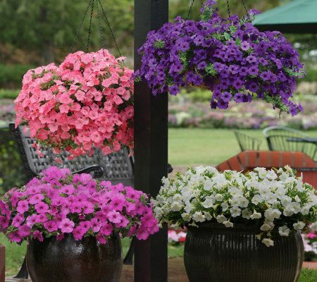 Cottage Farms 12-piece Shock Wave Petunia Collection - M29129