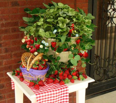 Cottage Farms 12pc Strawberry Collection with 3-Tier DecoTower - M29729