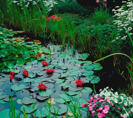 Robertas 1-piece Hardy Water Lily Kit in Red - M27231
