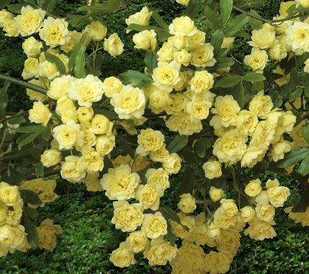 Cottage Farms 6-piece Cascade Groundcover Golden Roses - M26732