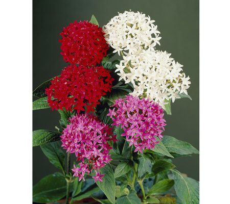 Robertas 3-pc. Gems in the Garden Graffiti Series Pentas - M25937