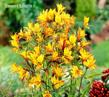 Robertas 4-piece Hardy Andes Alstroemeria - M27237