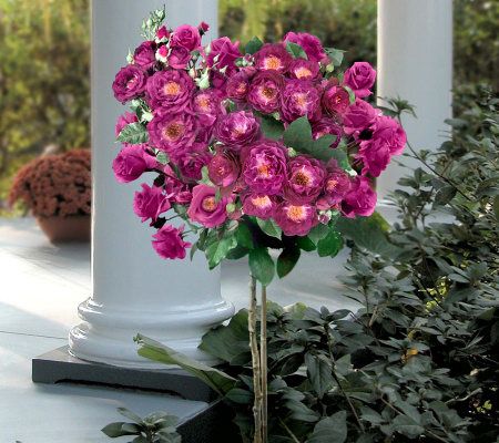 Cottage Farms 36 inch Patio Tree Rose in Plum Pucker - M27437