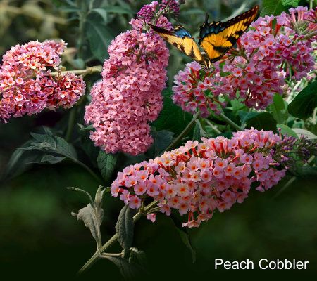 Cottage Farms 3-pc. Cobbler Flutterby Butterfly Bush Collection - M29237