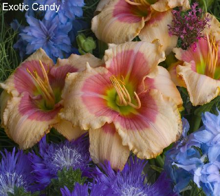 Cottage Farms 8-pc Collection Highfalutin Reblooming Daylily - M26738