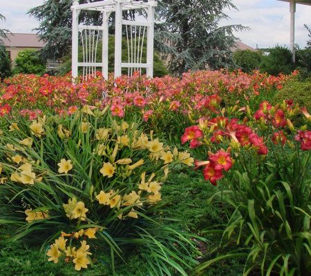 Cottage Farms 6-piece Dwarf Everblooming Daylily Collection - M29238