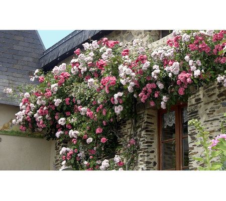 Cottage Farms 2-piece 2-in-1 Climbing Pinkie & New Dawn Rose Collection - M26740