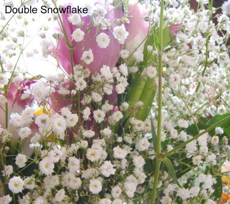 Robertas 4-pc. Dwarf Perennial Babys Breath Collection - M25941