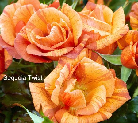 Cottage Farms Carolyns Pick 6-pc Burst of Color Miniature Rose Collection - M26741