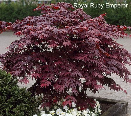 Cottage Farms Royal Ruby Emperor Japanese Maple - M27444