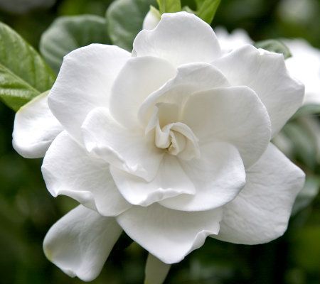 Cottage Farms 2-Piece Double Delight Gardenia Collection - M23645