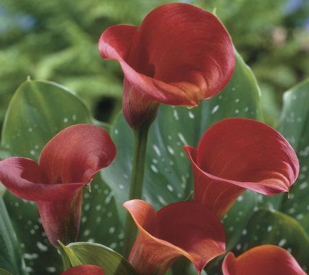 Robertas 10-pc California Rainbow Calla Collection w/ Fertilizer - M29247