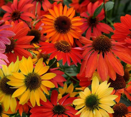 Robertas 4-pc. Color Changing Cheyenne Spirit Echinacea Collection - M29259