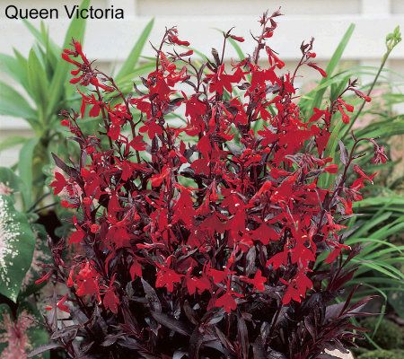 Robertas 4-piece Flaming Fans Cardinal Flower Collection - M29261