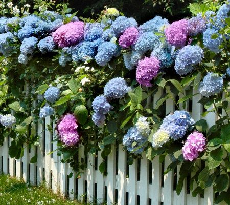 Cottage Farms 3-piece Sub-Zero Hardy Garden Party Hydrangea - M23964