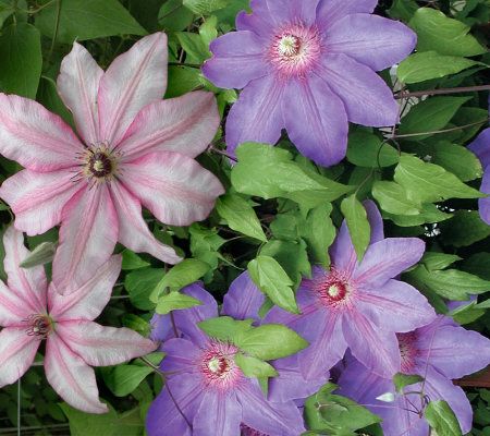 Cottage Farms 2-piece Blue Ribbon Clematis Collection - M29665