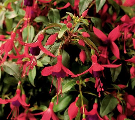 Cottage Farms 4-piece Cape Horn Hardy Fuchsia Collection - M29666