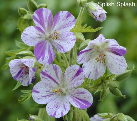 Cottage Farms 6-pc. Eternal Hardy Cranesbill Geraniums - M29668