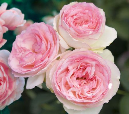 Cottage Farms 3-Piece Climbing Garden of Eden Trio - M23673