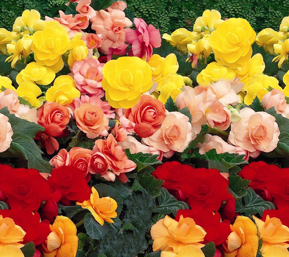 Robertas 8-piece Jumbo Begonia Collection w/Fertilizer - M16675