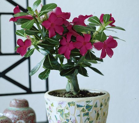 Robertas Gemini Star Desert Flower Plant - M17976