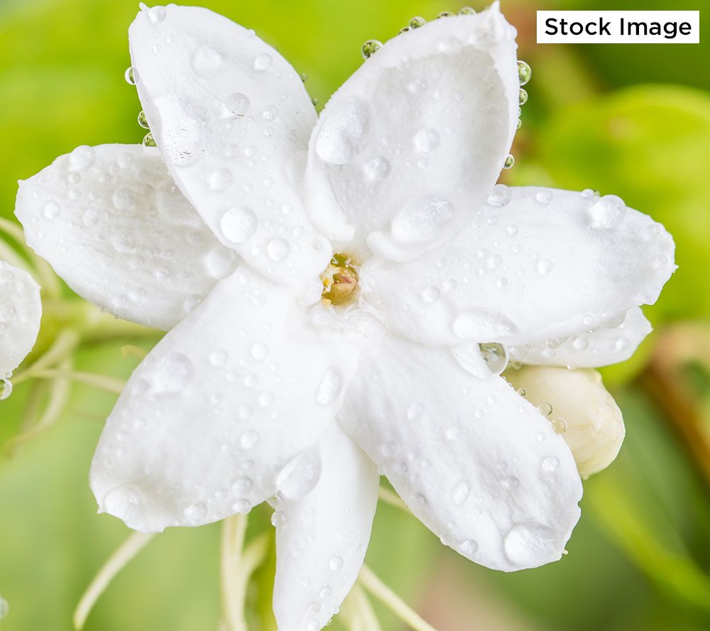 Robertas 2-piece Sweetly Scented Philippine Jasmine - M23276