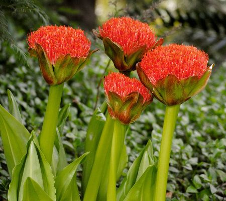 Robertas 6-pc. Paintbrush African Starfire Lily Collection - M29276