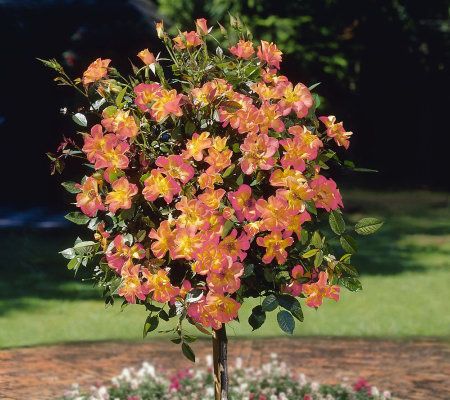 Cottage Farms 36 Rainbow Knock out Patio Tree - M29678