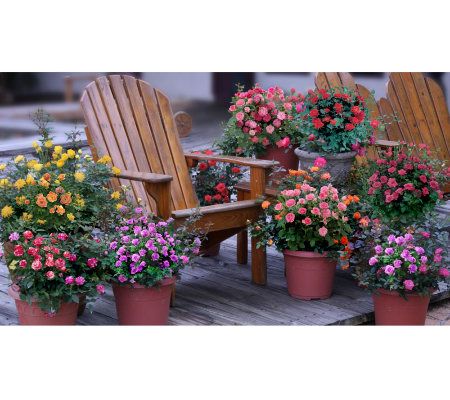 Cottage Farms 6-Piece Miniature Rose Collection - M23679