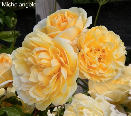 Cottage Farms 3-piece Modern Romance Rose Collection - M29681