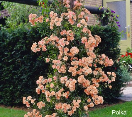 Cottage Farms 2-piece Modern Romance Climbing Rose Collection - M29682