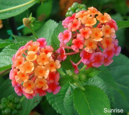 Cottage Farms 6-piece Constant Color Lantana Collection - M41285