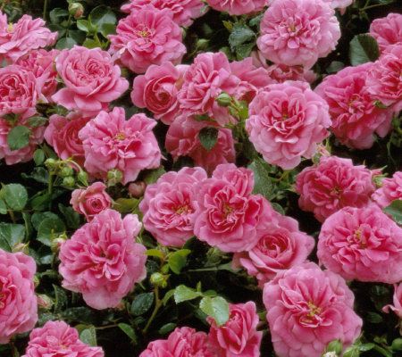 Cottage Farms Weeping Pink Cascade Rose Tree - M23686
