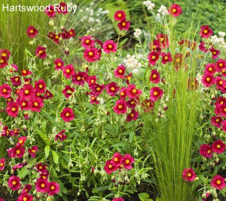 Robertas 4-pc. Bright Flowered Prickly Free Rock Roses Collection - M29286