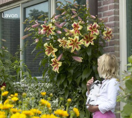 Cottage Farms 6-piece Fragrant Tower Lily Collection - M41286