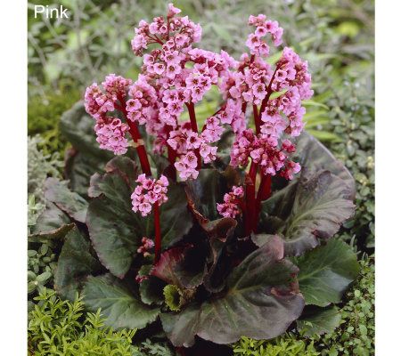 Robertas 3-piece Shady Siberian Pigsqueak Bergenia - M23287