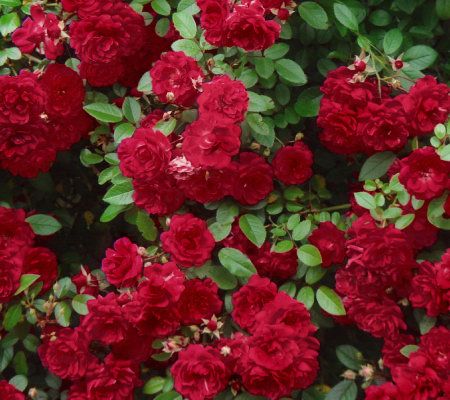 Cottage Farms Weeping Red Cascade Rose Tree - M23687